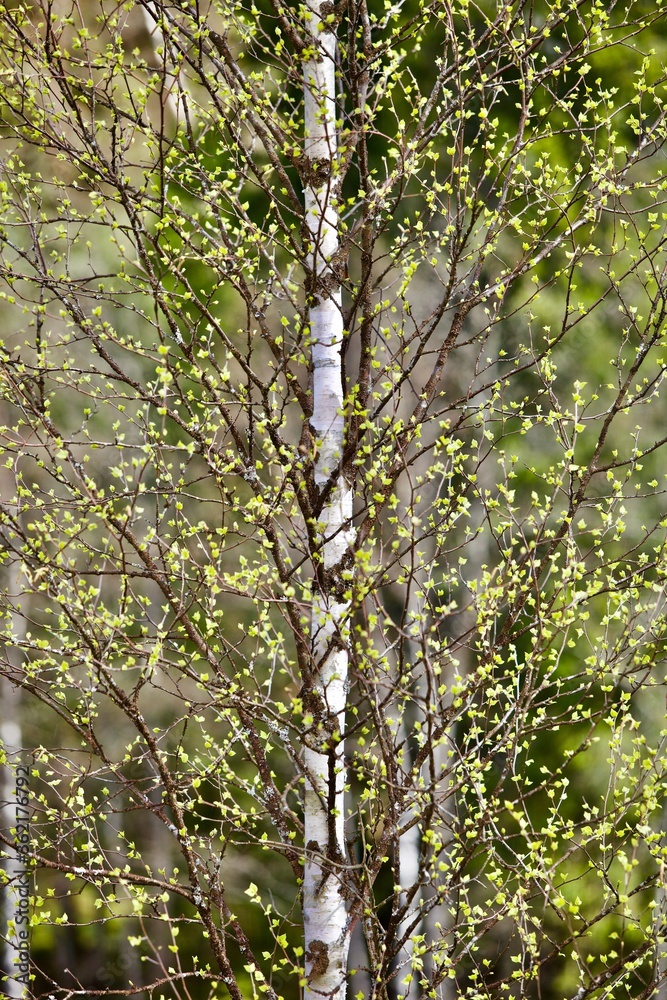 Blooming Birch tree in a sunny spring day. Young bright green leaves on birch tree branches close-up. White birch tree trunk and green leafs in focus on blurred background. Spring forest backgrounds. Blooming Birch tree in a sunny spring day. Young bright green leaves on birch tree branches close-up. White birch tree trunk and green leafs in focus on blurred background. Spring forest backgrounds.