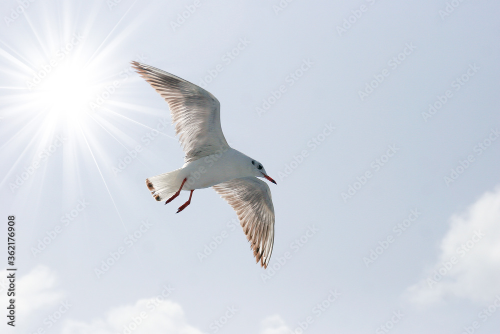 Seagulls flying in sky at way to Bet Dwarka, Gujarat, India Seagulls flying in sky at way to Bet Dwarka, Gujarat, India