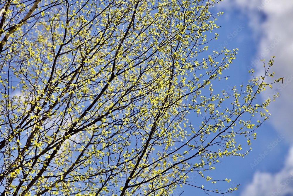Blooming Birch tree in a sunny spring day. Young bright green leafs on birch tree branches close-up. White birch tree trunk and green leafs in focus on blurred background. Spring forest backgrounds. Blooming Birch tree in a sunny spring day. Young bright green leafs on birch tree branches close-up. White birch tree trunk and green leafs in focus on blurred background. Spring forest backgrounds.