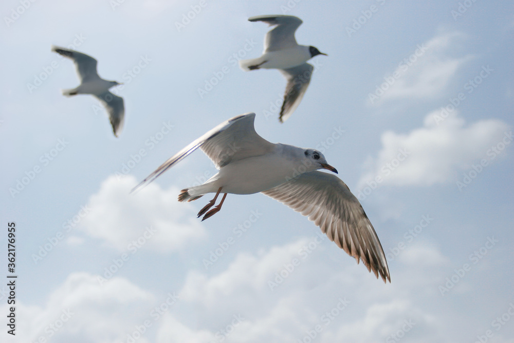 Obraz premium Seagulls flying in sky at way to Bet Dwarka, Gujarat, India