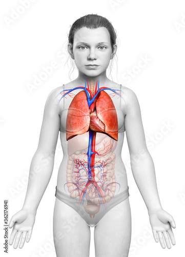 3d rendered, medically accurate illustration of a young girl lung anatomy photo