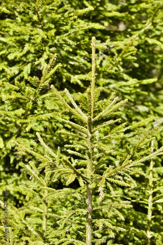 Young coniferous tree in the forest . Green Fir tree close-up. Green sapling of spruce in the spring coniferous forest. Nature reserve recovery. Reforestation in evergreen primeval woodland. New life.