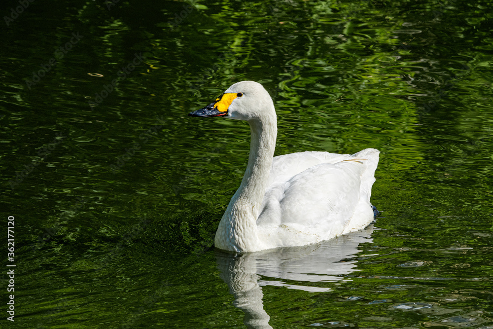 Bewick's Swan (Cygnus bewickii) in Barents Sea coastal area, Russia Bewick's Swan (Cygnus bewickii) in Barents Sea coastal area, Russia