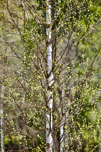 Blooming Birch tree in a sunny spring day. Young bright green leafs on birch tree branches close-up. White birch tree trunk and green leafs in focus on blurred background. Spring forest backgrounds.