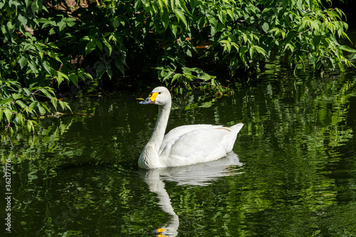 Bewick s Swan  Cygnus bewickii  in Barents Sea coastal area  Russia