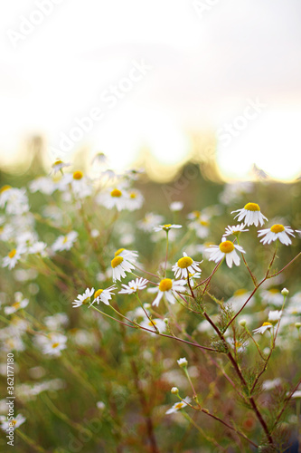 summer wildflowers at sunset. flower composition. White flowers closeup with blurry background. daisies © Juli Puli