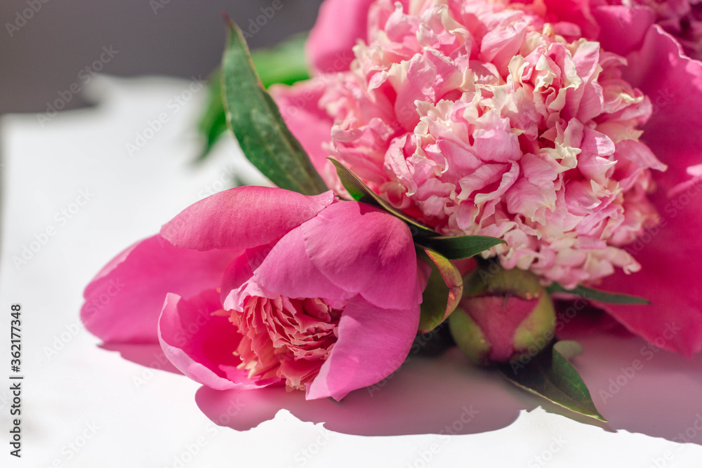 Flower composition. Close-up bouquet of delicate pink peonies lies on a white surface. Spring or summer floral background. Photo for flower shops, greeting cards. Mother's day concept. Soft focus. Flower composition. Close-up bouquet of delicate pink peonies lies on a white surface. Spring or summer floral background. Photo for flower shops, greeting cards. Mother's day concept. Soft focus.