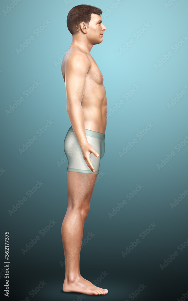 3d rendered illustration of the male body 3d rendered illustration of the male body