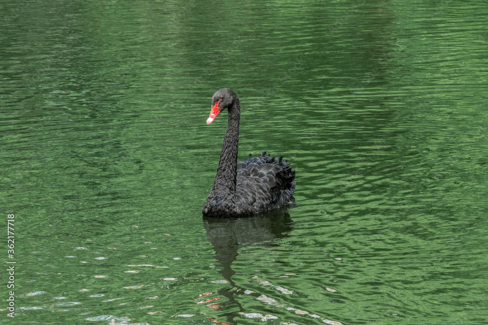 Fototapeta premium Black Swan (Cygnus atratus) in park