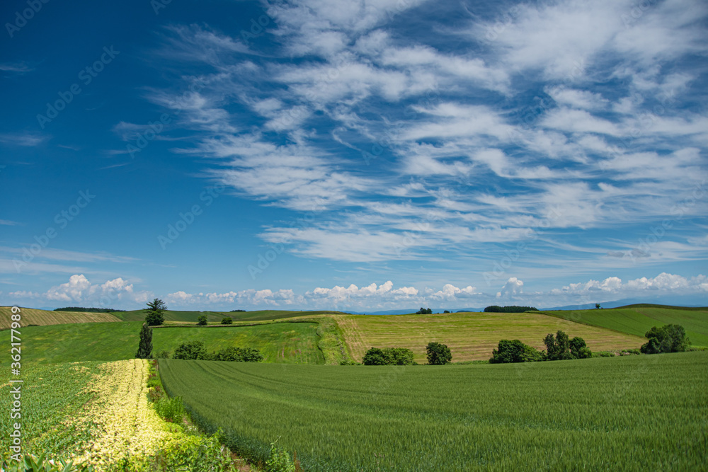 Obraz premium 7月快晴の美瑛パッチワークの丘より
