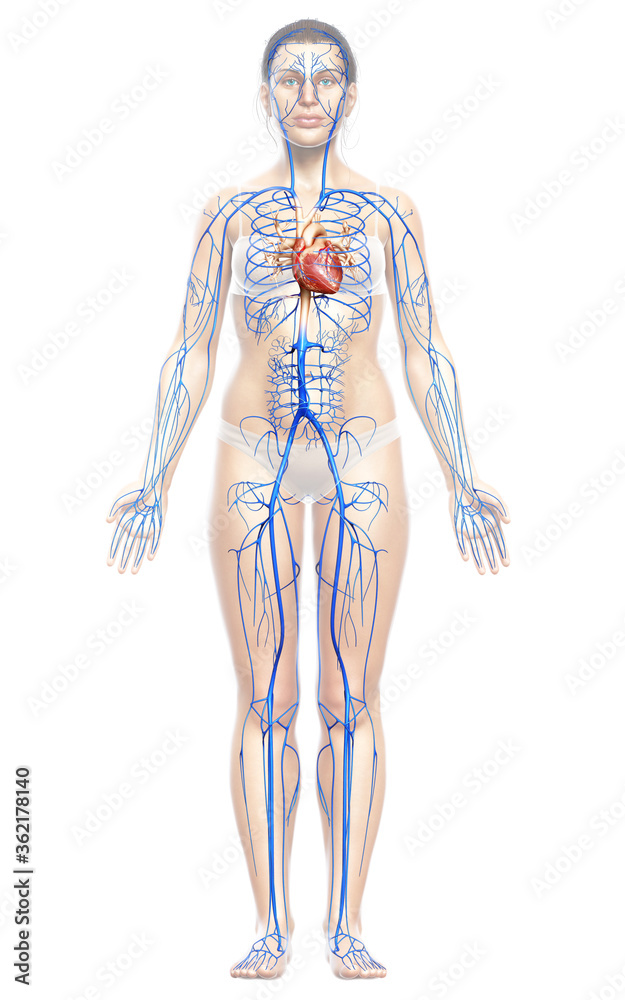 3d rendered medically accurate illustration of a female Veins anatomy 3d rendered medically accurate illustration of a female Veins anatomy