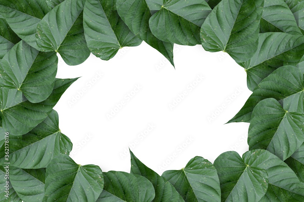 Fototapeta premium fresh green leaf on white background