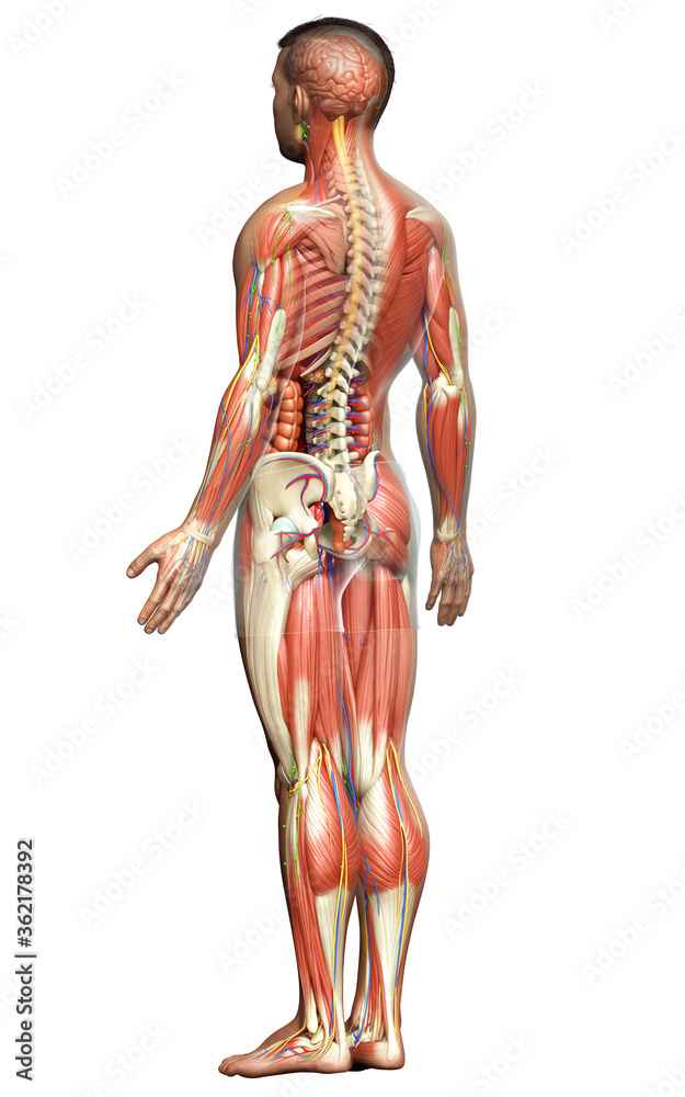 3d rendered medically accurate of the male anatomy 3d rendered medically accurate of the male anatomy