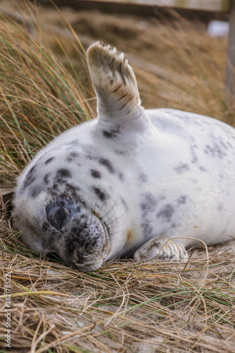 Fototapeta Naklejka Na Ścianę i Meble -  Waving baby seal