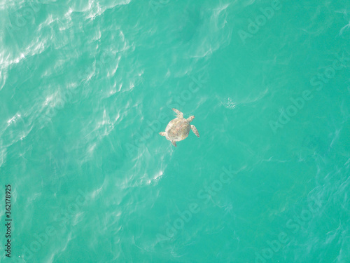 Sea Turtle a few hundred meters off of Government Cut, Miami Beach, Florida, USA.