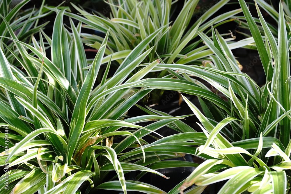 house plants in the nature Close up, Solf focus house plants in the nature Close up, Solf focus