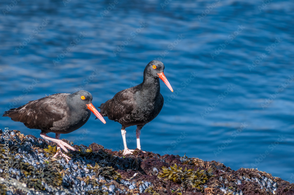 Black Oystercatcher (Haematopus bachmani) at Chowiet Island, Semidi Islands, Alaska, USA Black Oystercatcher (Haematopus bachmani) at Chowiet Island, Semidi Islands, Alaska, USA