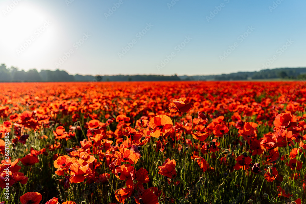 Picture of a red poppy flower field with a nice blue sky during sunrise in a shallow depth of field shot. 