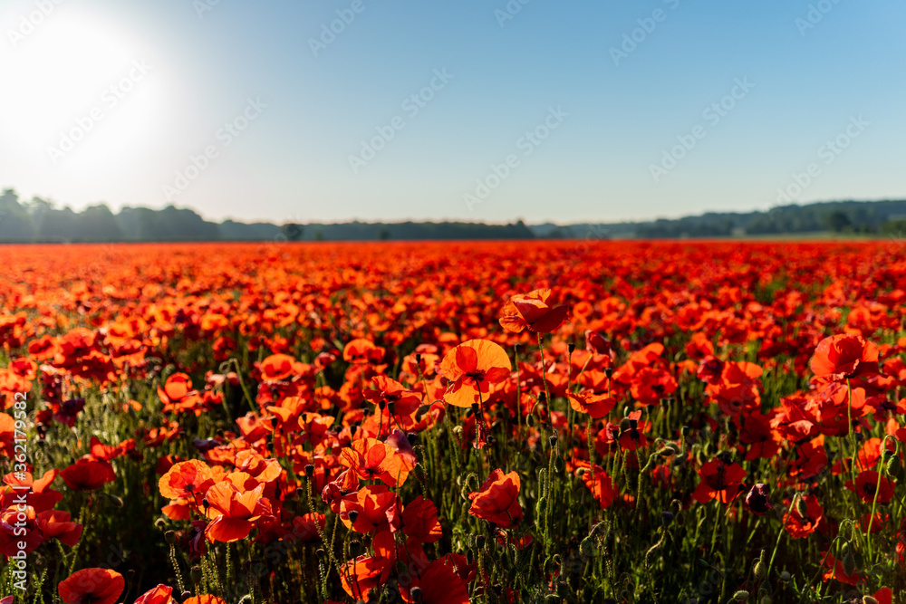 Picture of a red poppy flower field with a nice blue sky during sunrise in a shallow depth of field shot. Picture of a red poppy flower field with a nice blue sky during sunrise in a shallow depth of field shot.