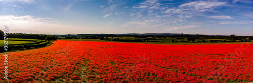 Panoramic picture of a red poppy flower field with a nice blue sky with intermittent clouds in a nice colorful image. 