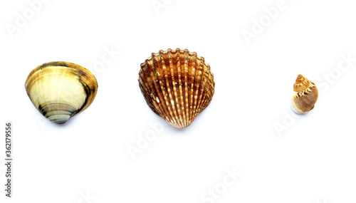 Set of three sea shells of different shape and colors.