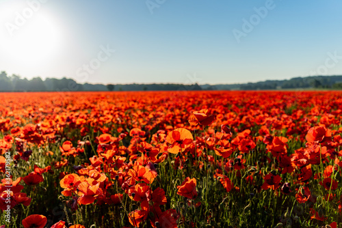 Picture of a red poppy flower field with a nice blue sky during sunrise in a shallow depth of field shot. 