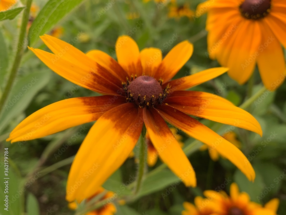 black-eyed susan Brownish-brown flowers, brown stamens in the center, many long petals black-eyed susan Brownish-brown flowers, brown stamens in the center, many long petals