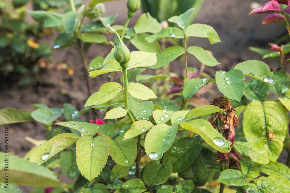 closeup leaves and bush of rose flower with drops after rain closeup leaves and bush of rose flower with drops after rain
