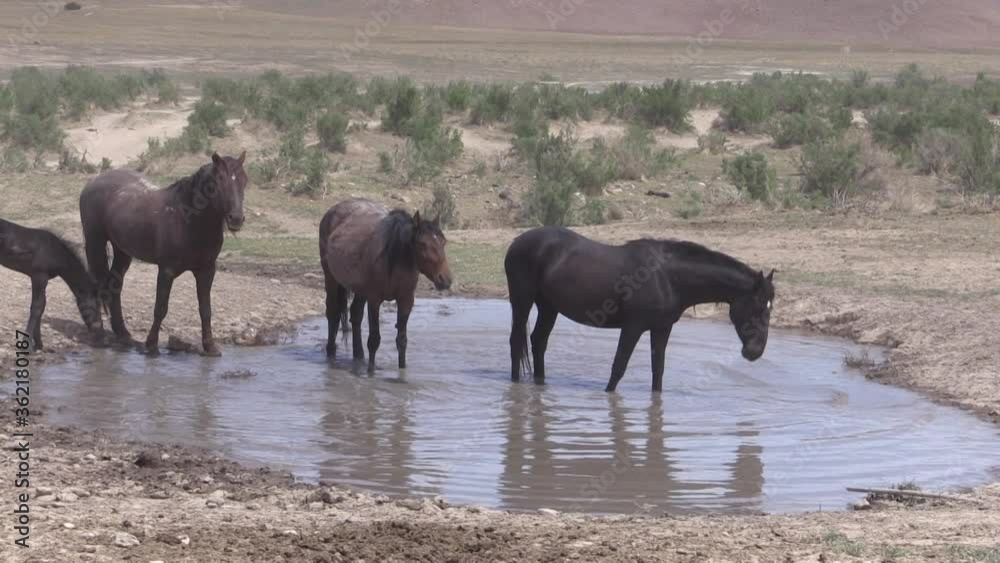 Wild Horses at a Desert Waterhole in Utah Wild Horses at a Desert Waterhole in Utah