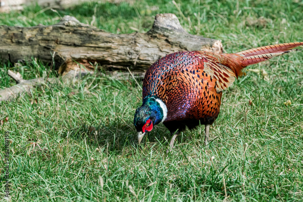 Fototapeta premium Common Pheasant (Phasianus colchicus) in park