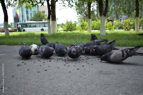 Dove eating sunflower seeds at the street.