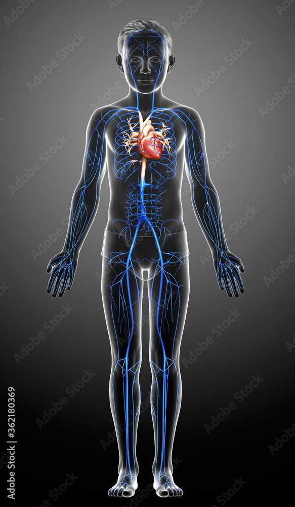 3d rendered medically accurate illustration of a boy Veins anatomy 3d rendered medically accurate illustration of a boy Veins anatomy