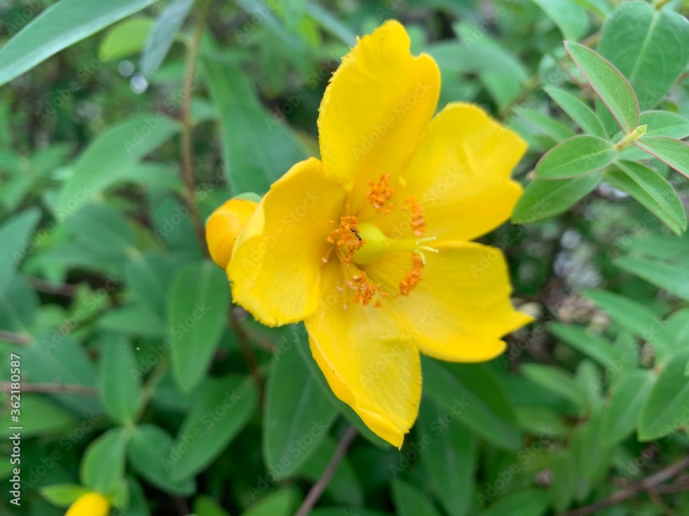Yellow petals of Hypericum x hidcoteense 'Hidcote' Yellow flowers, five petals, green stalk Yellow petals of Hypericum x hidcoteense 'Hidcote' Yellow flowers, five petals, green stalk