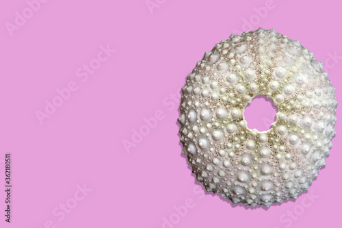 Fototapeta Naklejka Na Ścianę i Meble -  Sea urchin shell isolated on light pink background