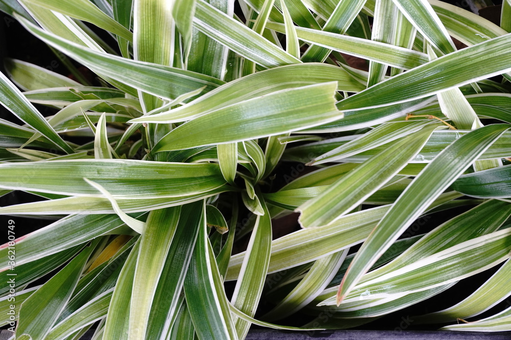 house plants in the nature Close up, Solf focus house plants in the nature Close up, Solf focus