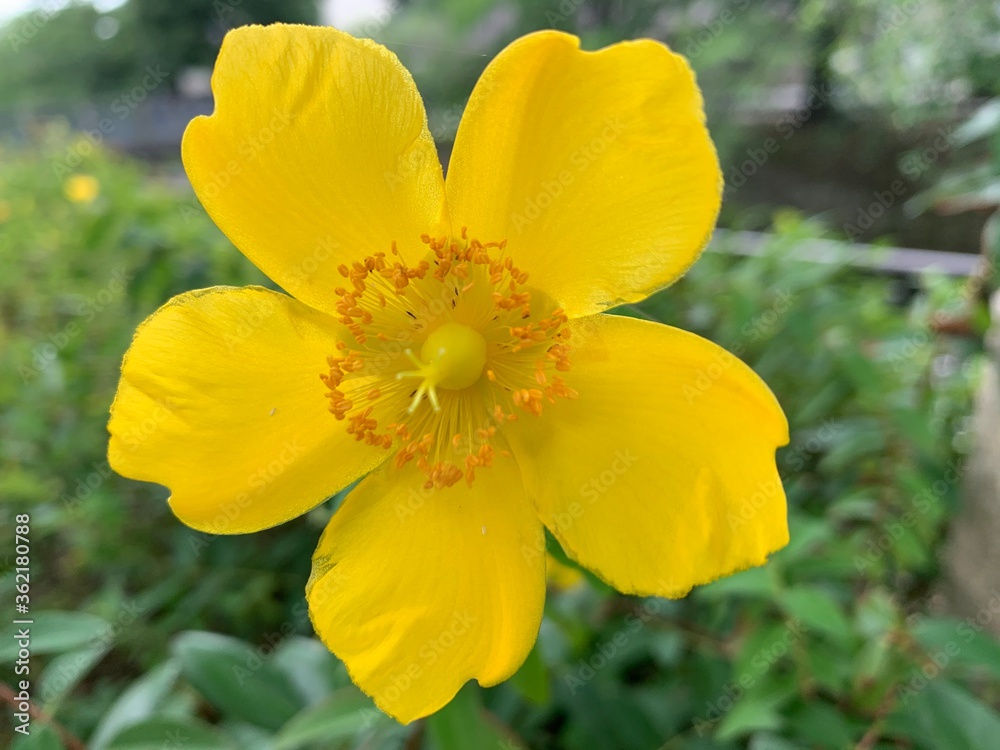 Yellow petals of Hypericum x hidcoteense 'Hidcote' Yellow flowers, five petals, green stalk Yellow petals of Hypericum x hidcoteense 'Hidcote' Yellow flowers, five petals, green stalk
