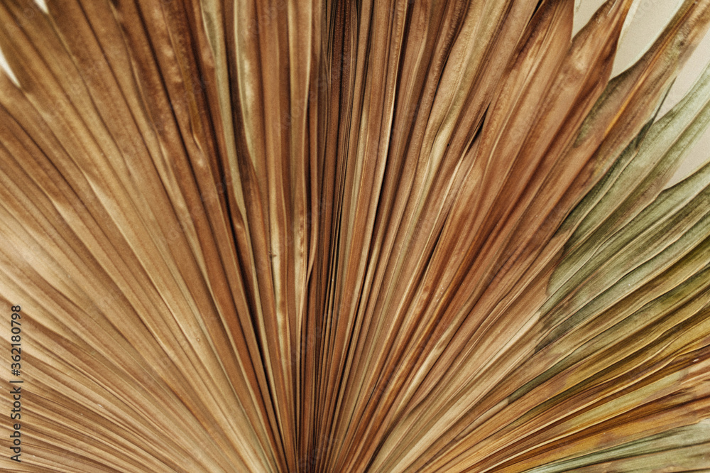 Obraz premium Close-up photo of brown old palm leaf on isolated background. Snapshot of dry tropical plant.