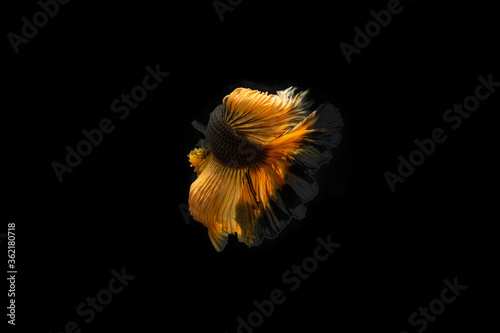 Siamese Fighting Fish Betta Splendens