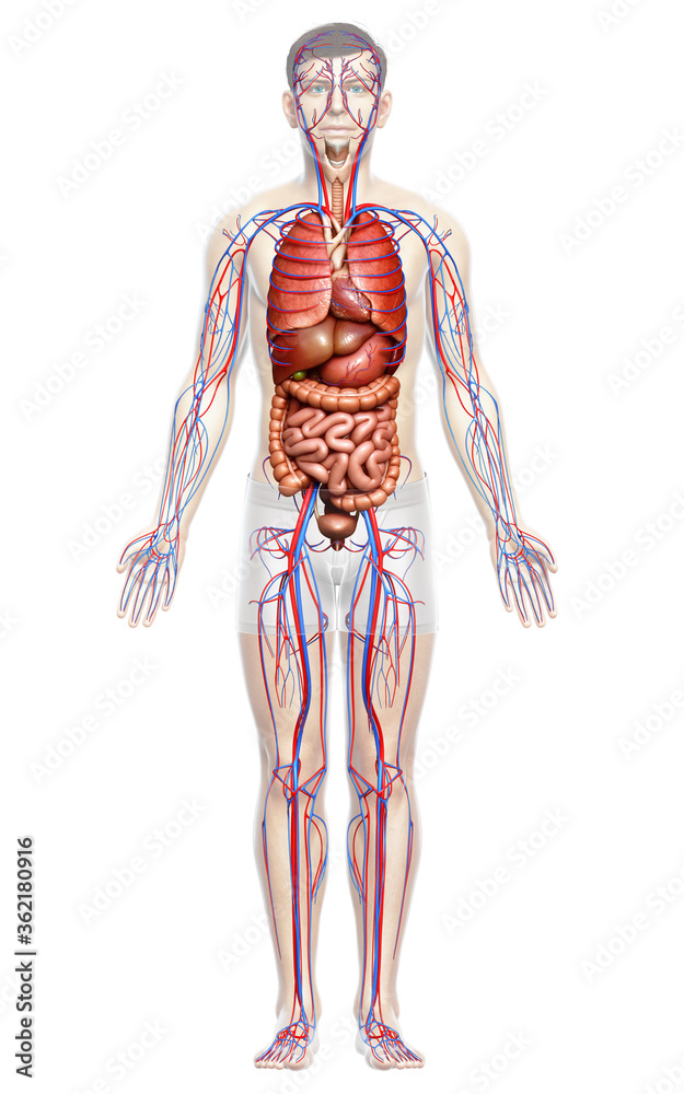 3d rendered medically accurate illustration of male Internal organs and circulatory system