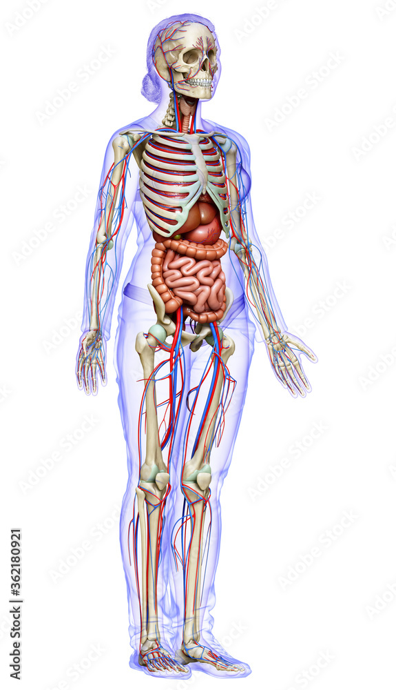 3d rendered medically accurate illustration of female Internal organs, skeleton and circulatory system 3d rendered medically accurate illustration of female Internal organs, skeleton and circulatory system