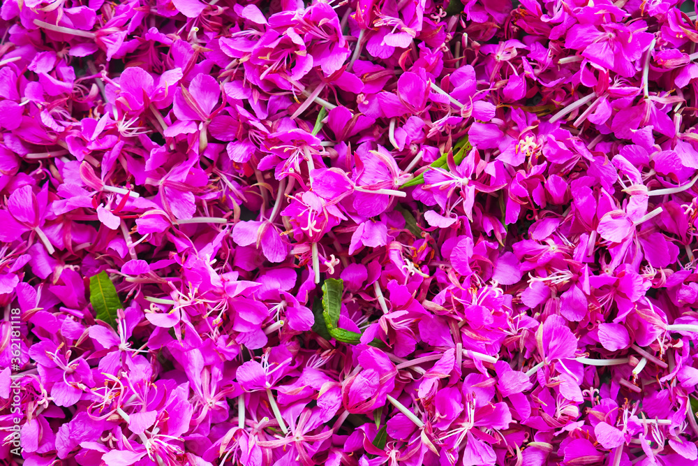 Pink flower background, top view. Blooming sally, Epilobium angustifolium. Fireweed or Rosebay Willowherb. Willow-herb, medicinal plant, herbalism. Russian Ivan Tea