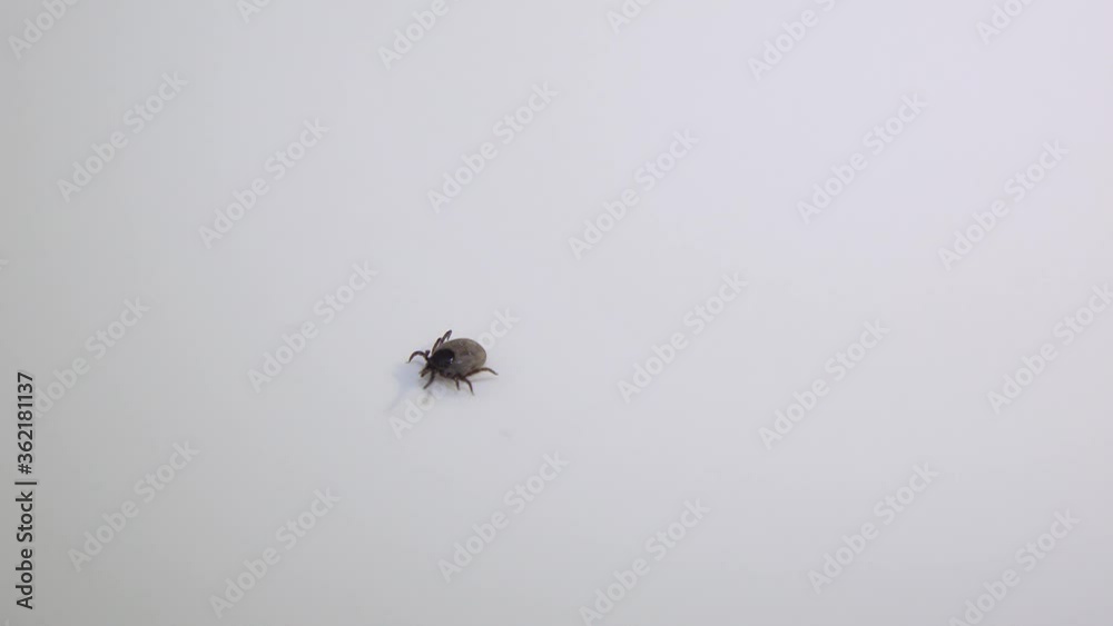 Handicaped tick with only 7 legs walking on a white background Handicaped tick with only 7 legs walking on a white background
