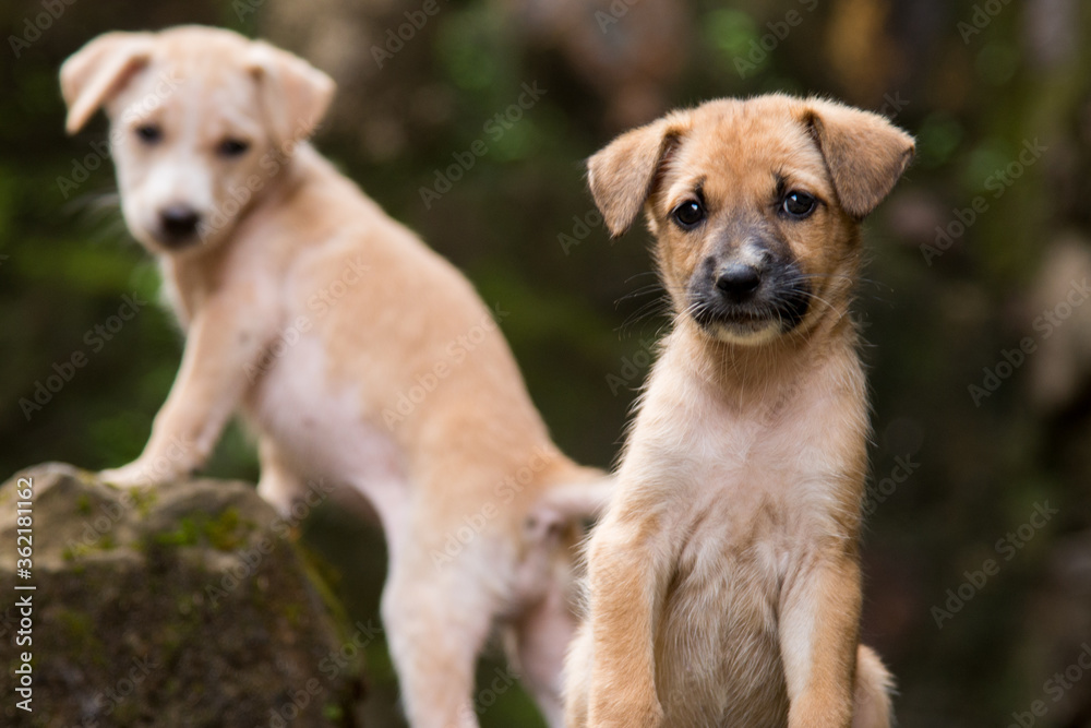 group of puppies