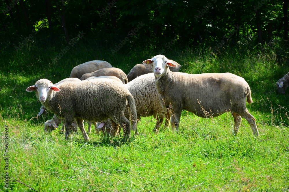 Fototapeta premium sheep in the field