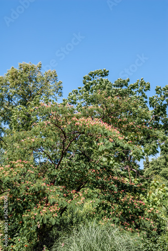 Persian Silk Tree  Albizia julibrissin  in park  south coast of Crimea