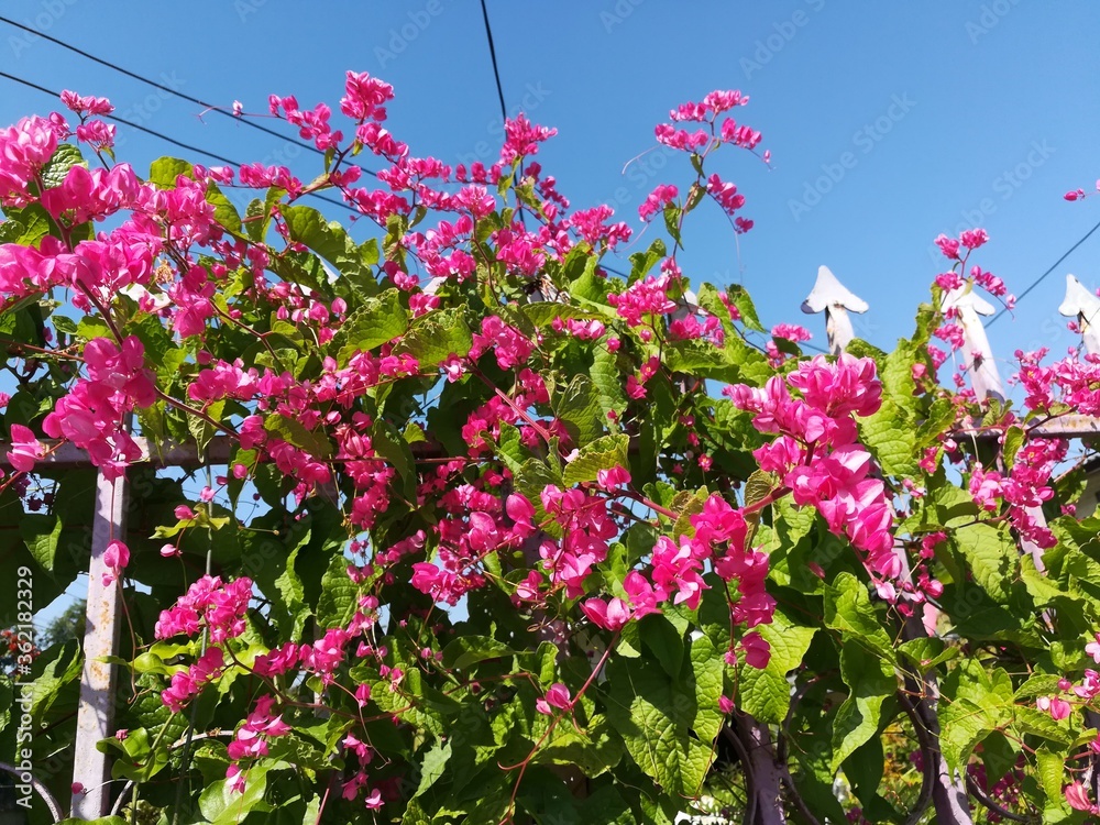pink flowers in the garden pink flowers in the garden