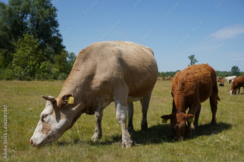 Cattle cows and calves graze in the grass. Cattle breeding free range. Europe Hungary