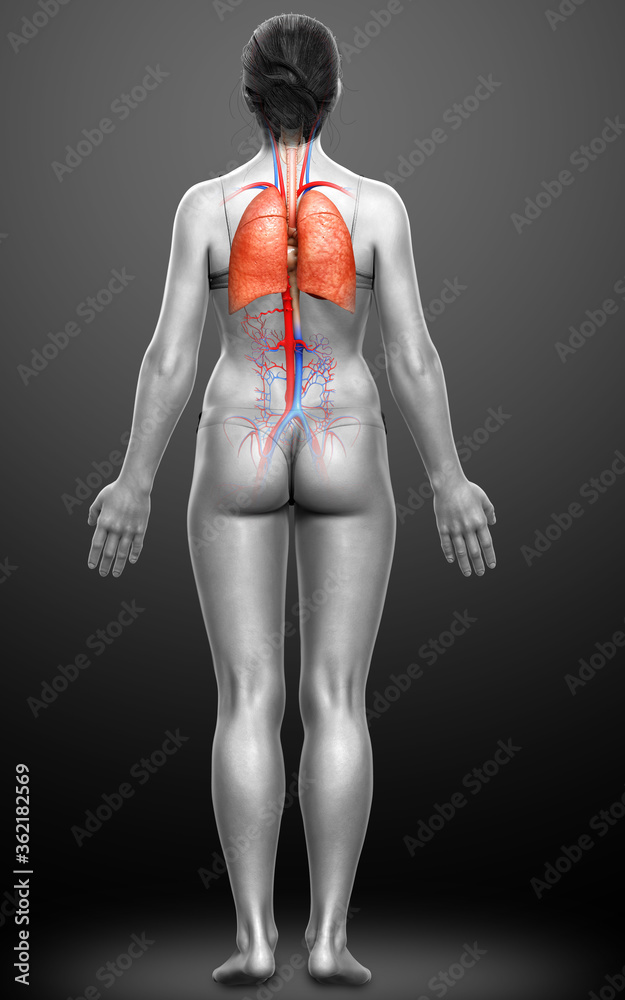 3d rendered, medically accurate illustration of a female lung anatomy 3d rendered, medically accurate illustration of a female lung anatomy