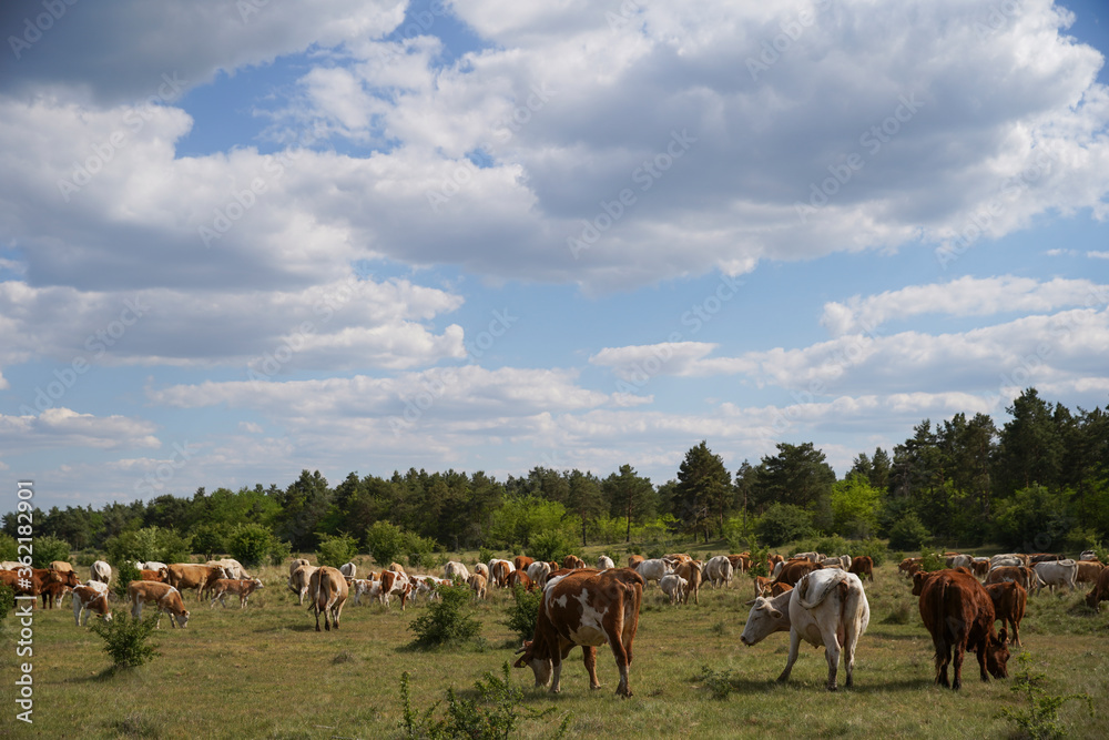 Cattle cows and calves graze in the grass. Free keeping of cattle. Blue sky with clouds. Europe Hungary