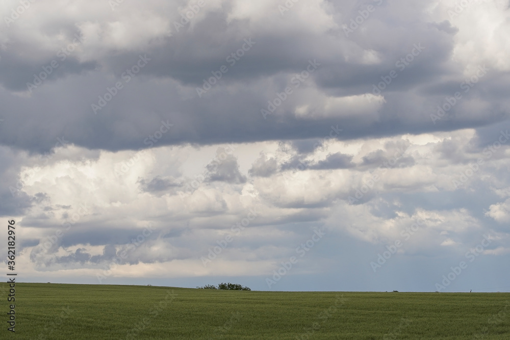 Stormy summer day over barley or wheat field. The cloud is dark gray over the farmland.